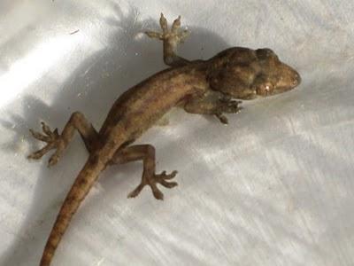 Lagartija no tan Gigante