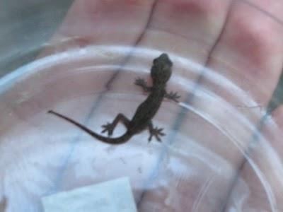 Lagartija no tan Gigante