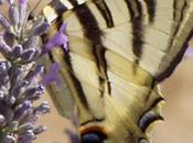 León: tierra mariposas