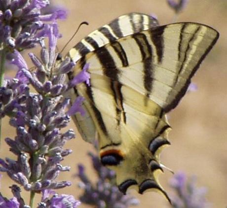 Macaón - Papilio Machaon