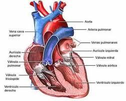 Corazón De Pez: Crean Válvula Cardíaca Con Tejidos De Animales Acuáticos
