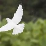 Vive usted en discordia?