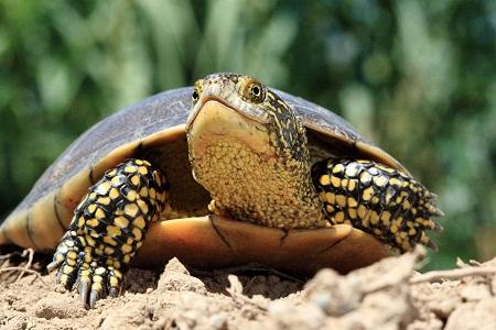 El Galápago europeo en Aragón (Emys orbicularis) - European pond turtle - Europäische Sumpfschildkröte