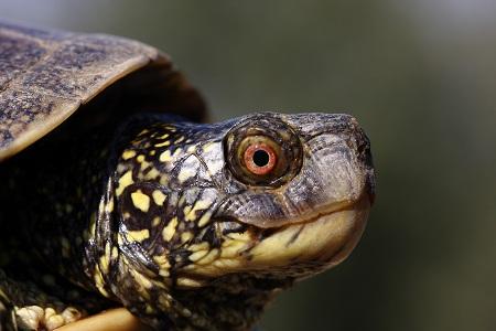 El Galápago europeo en Aragón (Emys orbicularis) - European pond turtle - Europäische Sumpfschildkröte