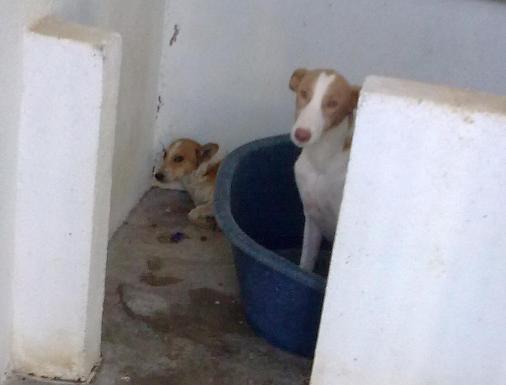 Novedades sobre Kokoro... y más