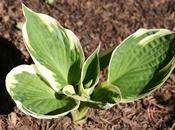 Hosta