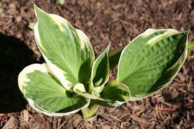 Hosta sp