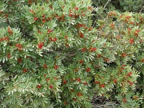 El Lentisco, Una resina que acaba con el Helicobacter Pylori