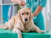 servicio profesional Clínica Veterinaria Valle, donde preocupan salud mascotas