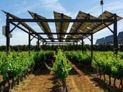 ESGeo España, Grupo Techedge, desarrolla Winesolar, proyecto sostenible energía fotovoltaica puesto marcha viñedo González Byass