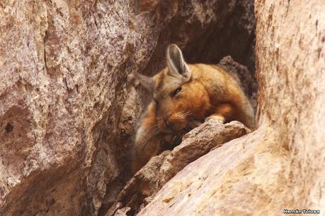 Chinchillón anaranjado (Lagidium wolffsohni)