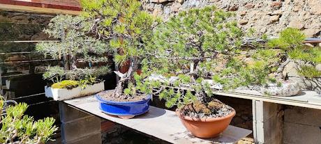 De visita a Oliana Bonsai