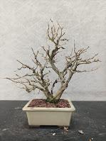 De visita a Oliana Bonsai