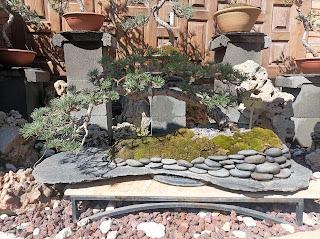 De visita a Oliana Bonsai