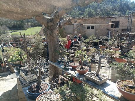 De visita a Oliana Bonsai