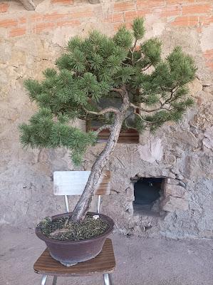 De visita a Oliana Bonsai