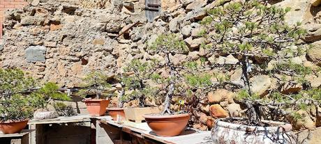 De visita a Oliana Bonsai