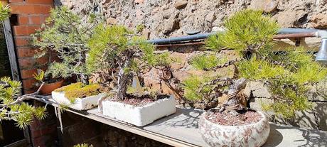 De visita a Oliana Bonsai