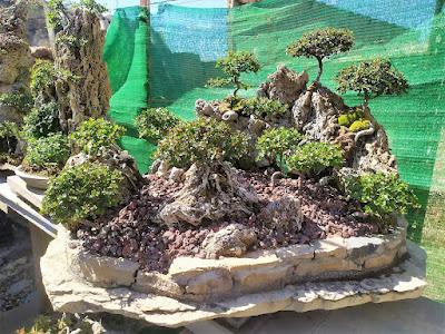 De visita a Oliana Bonsai