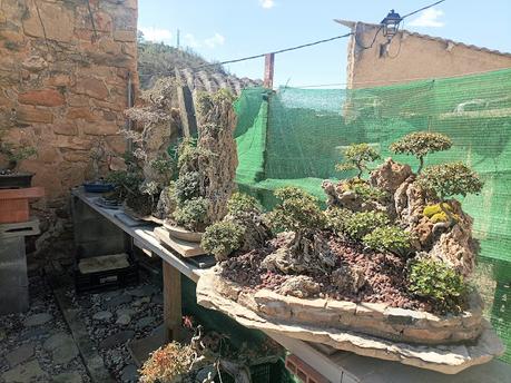 De visita a Oliana Bonsai