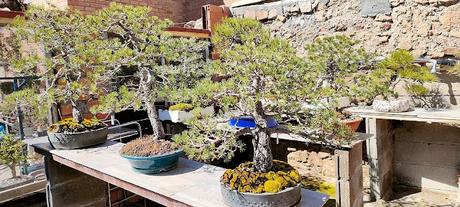 De visita a Oliana Bonsai