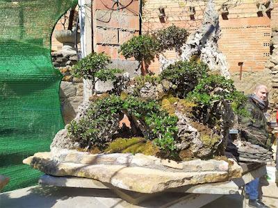 De visita a Oliana Bonsai