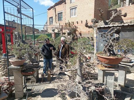 De visita a Oliana Bonsai