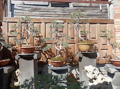 De visita a Oliana Bonsai