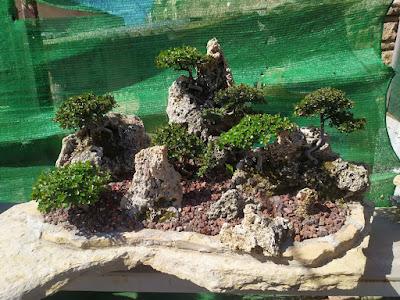 De visita a Oliana Bonsai