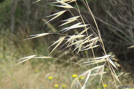 Avena morisca (Avena barbata)