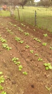 Huerto 2022: Las patatas