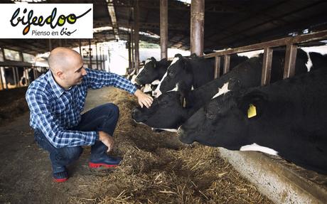 La importancia de una buena alimentación en el ganado vacuno lechero, según Bifeedoo