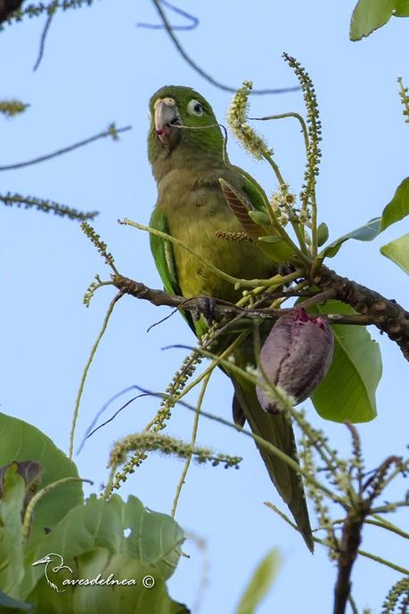 Aratinga jamaicana - Eupsittula nana (Souancé, 1857) Aztec Parakeet