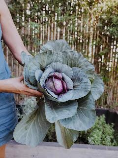 Huerta en casa: tips para almacenar semillas de tomate