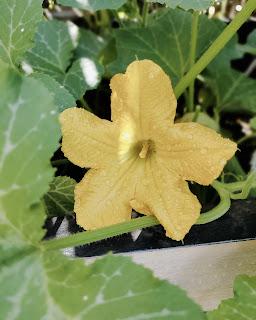 Huerta en casa: tips para almacenar semillas de tomate