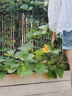 Huerta en casa: tips para almacenar semillas de tomate