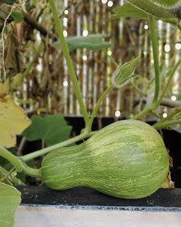 Huerta en casa: tips para almacenar semillas de tomate