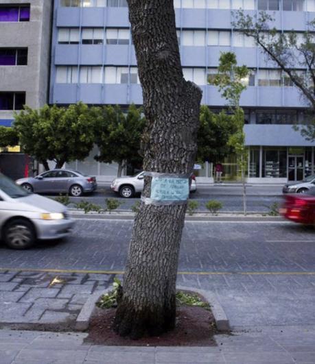 Mueblerías Garza  destruye árboles en avenida Carranza