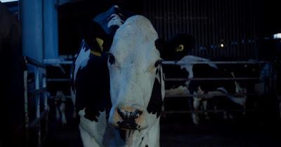 Vaca, un proyecto que impacta en el espectador