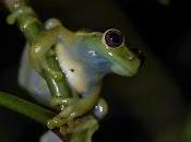 mundial vida silvestre: oportunidad para celebrar variedad flora fauna, creando conciencia hacía preservación