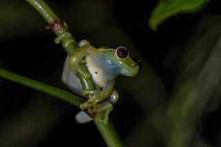 DÍA MUNDIAL DE LA VIDA SILVESTRE: UNA OPORTUNIDAD PARA CELEBRAR LA VARIEDAD DE FLORA Y FAUNA, CREANDO CONCIENCIA HACÍA LA PRESERVACIÓN