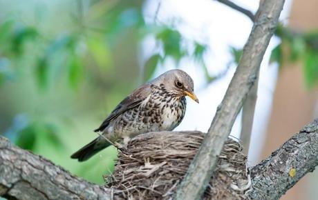 ‘En soledad ha puesto ya su nido. Poesía y mística’