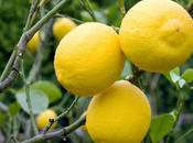 Descubre Mejores Propiedades Cáscara Limón