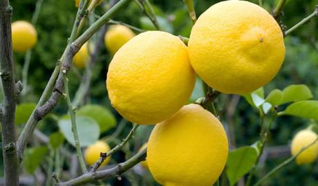 Descubre las Mejores Propiedades de la Cáscara de Limón