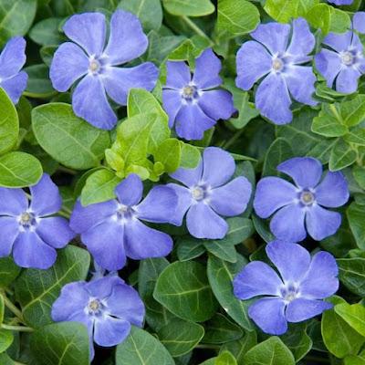 La vinca, mi abuelo y los coches