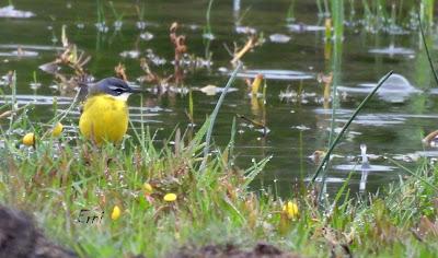 DISCRETA MIGRACIÓN PRENUPCIAL