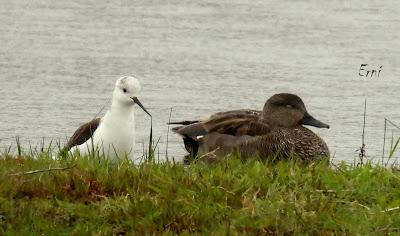 DISCRETA MIGRACIÓN PRENUPCIAL