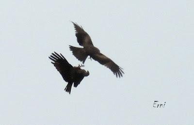 DISCRETA MIGRACIÓN PRENUPCIAL