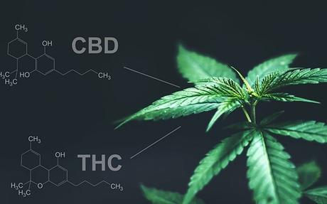 Drogas: Marihuana (II) Drogas: Marihuana (II)