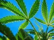 Drogas: Marihuana (II)